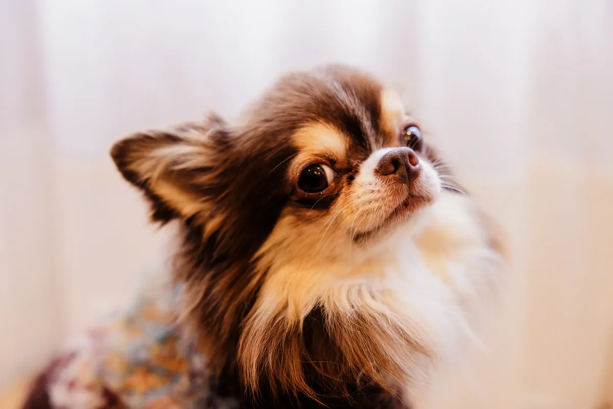 看板犬