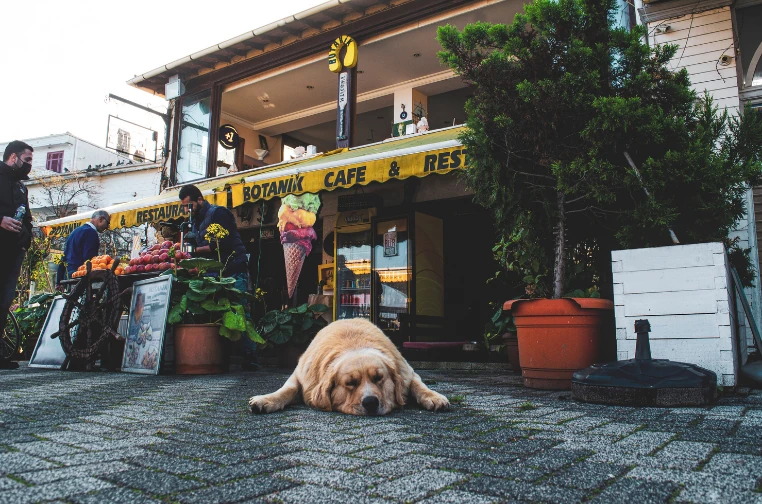 看板犬
