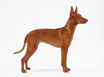 チルネコ・デルエトナ