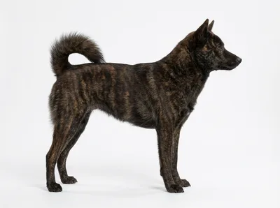 甲斐犬