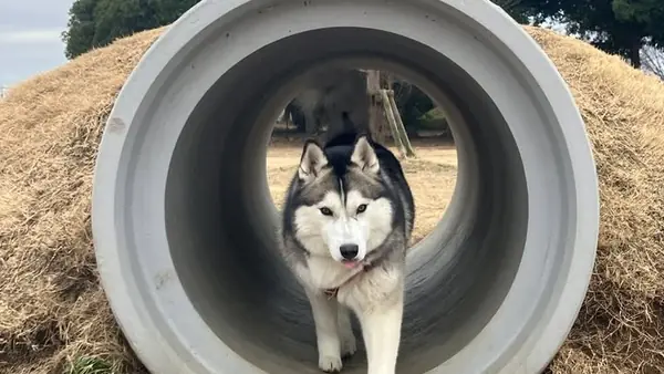 大型犬専用ドッグラン