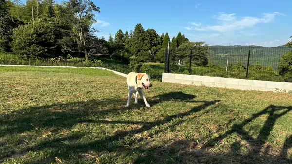スカイドッグラン ‘SKY Dog run’