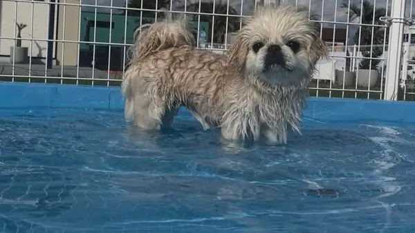 小型犬エリア(水遊び場あり)