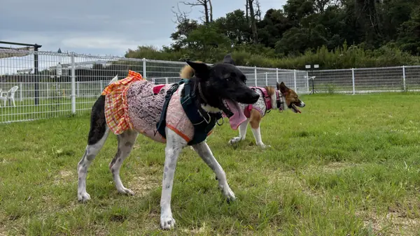 中大型犬エリア