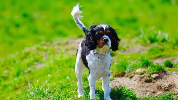 小型犬エリア