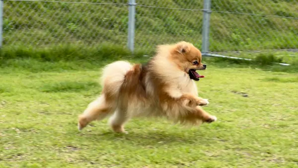 小型犬エリア