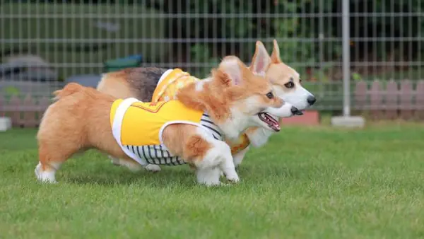 ドッグランさくら