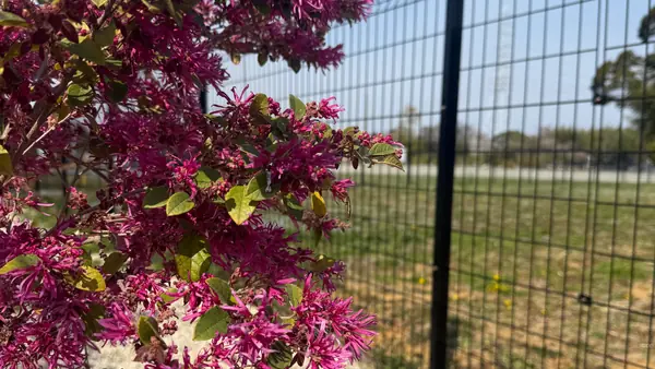 浜松ドッグガーデン