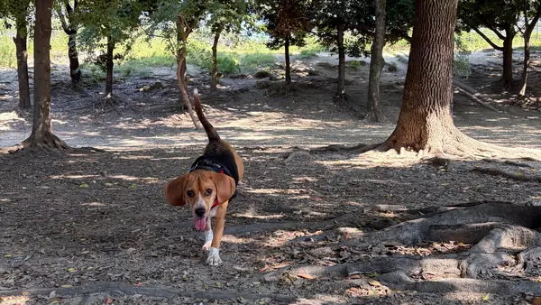 犬種フリーエリア