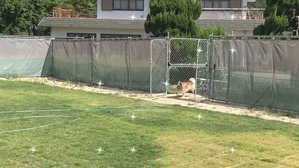 ハワイアンドッグラン カホロ