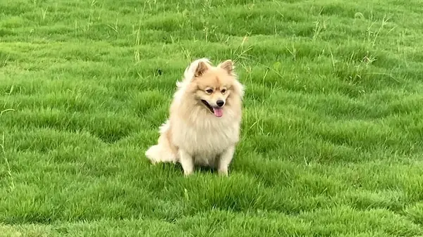 ハワイアンドッグラン カホロ