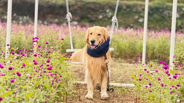 季節のお花もお楽しみ頂けます