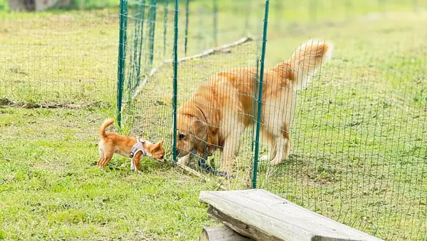 大型・中型・小型犬が一緒に遊べるミックスゾーンと小型犬のみの2つのエリアがあります。