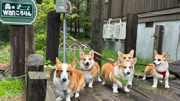 villa 森のわんころりん