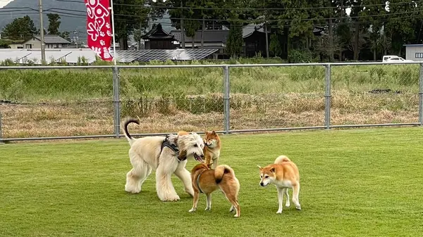 中型犬・大型犬スペース
