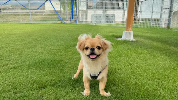 小型犬スペース