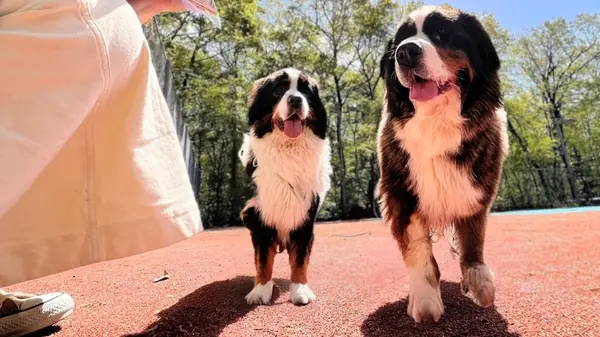 森のドッグラン（「グランピングカフェ＆BBQ "たき火"」併設）　