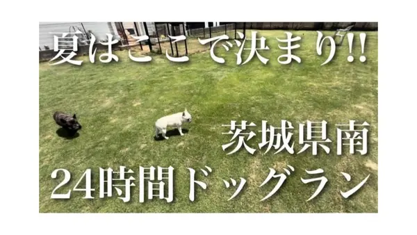 ドッグラン ペコ
