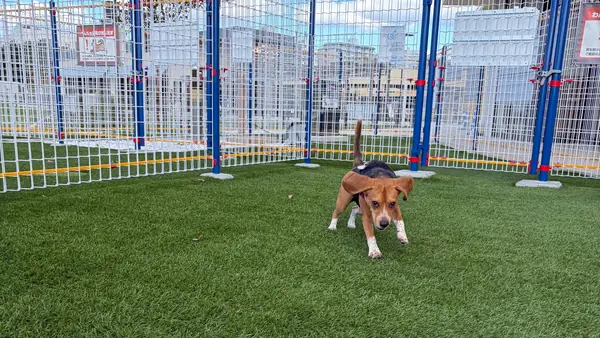 小型犬エリア