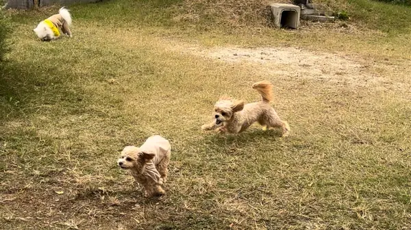 やまざきドッグビレッジ