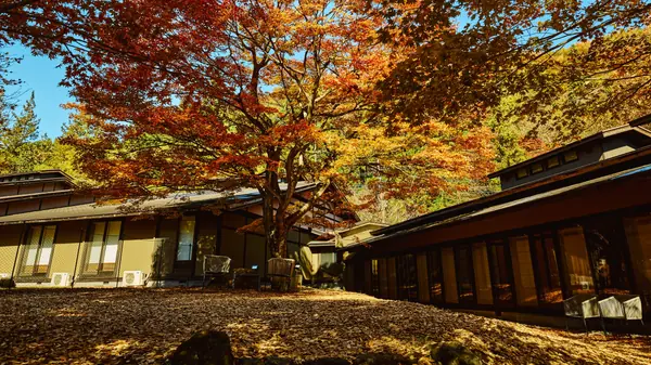 中庭のドッグラン