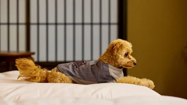 マナーパンツ着用で、愛犬とベッドでの添い寝が可能