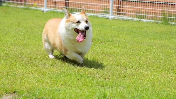 Dog Village台ヶ森