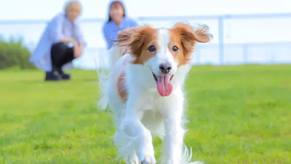 天空のドッグラン
