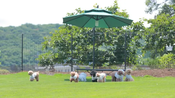dogrun m's 