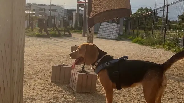 カインズ 交野店