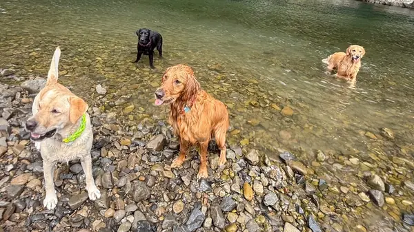 ドッグラン＆カフェの前には青山河川公園が広がり、水遊びやお散歩も楽しいです🐾