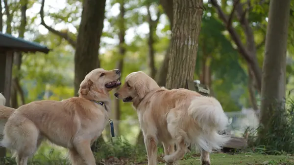 プライムランド ドッグランひぬま