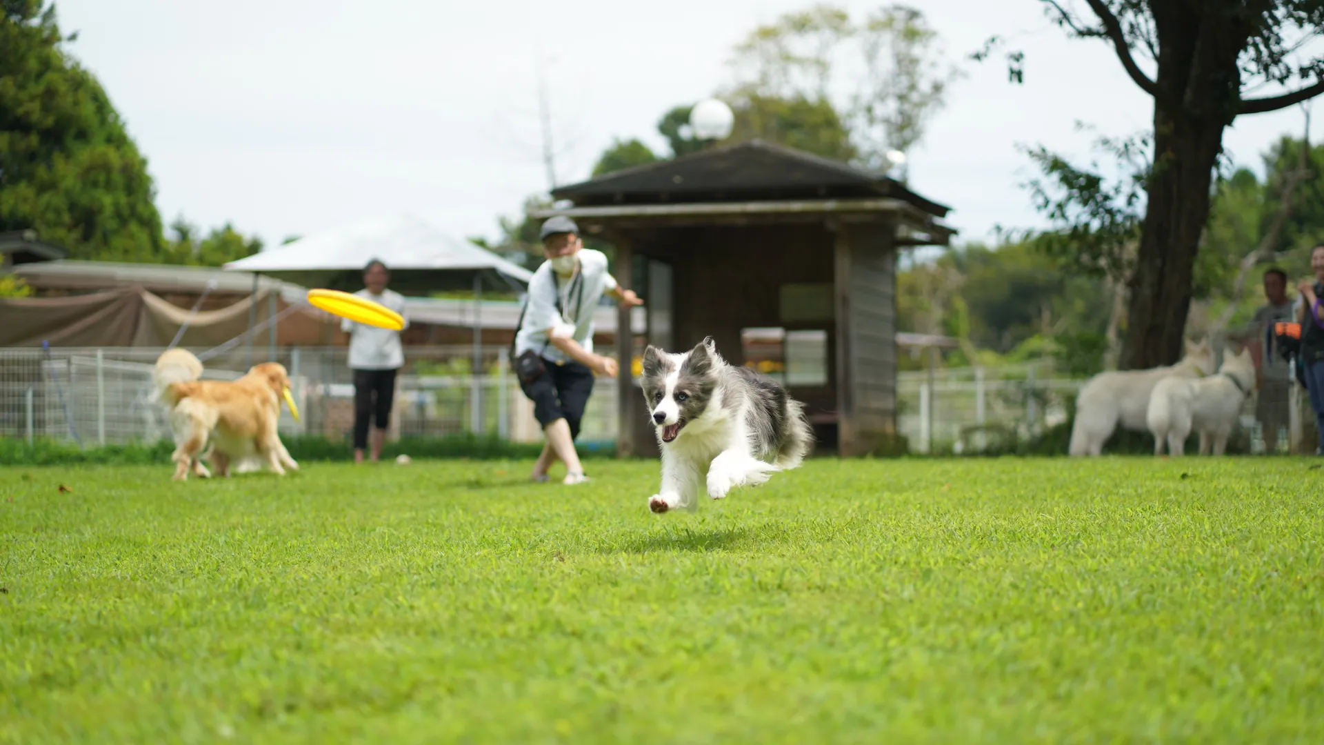 プライムランド ドッグランひぬま（茨城県茨城町）のドッグラン情報