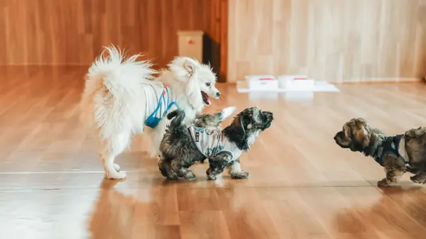 DOGISLAND瀬谷店
