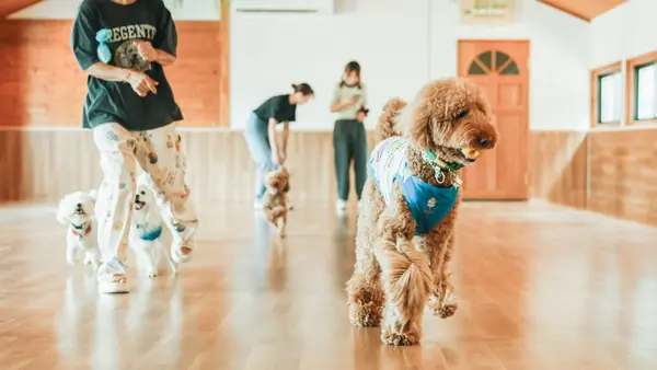 DOGISLAND瀬谷店