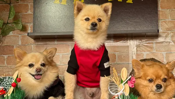 ドッグラン Sherimo