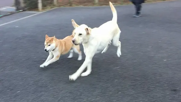 ドッグエリアのがわ