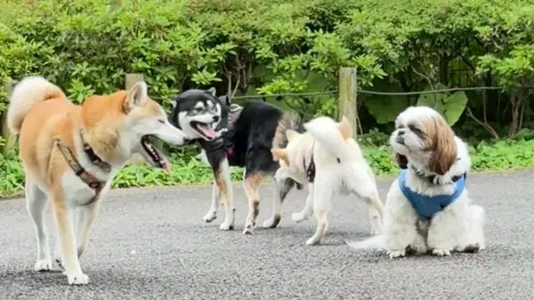 ドッグエリアのがわ