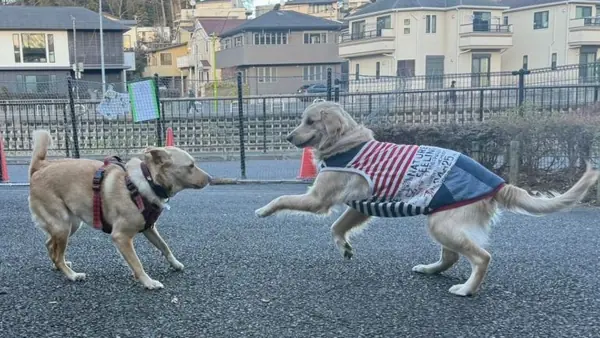 ドッグエリアのがわ