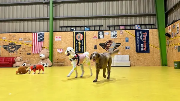 室内ドッグラン