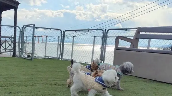 海の見えるドッグラン【風の時計】