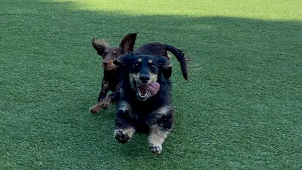 小型犬も楽しめます！