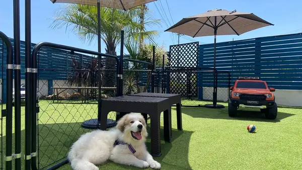 稲空DogCafeドッグラン