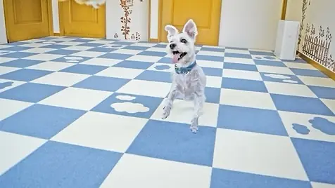 室内ドッグラン