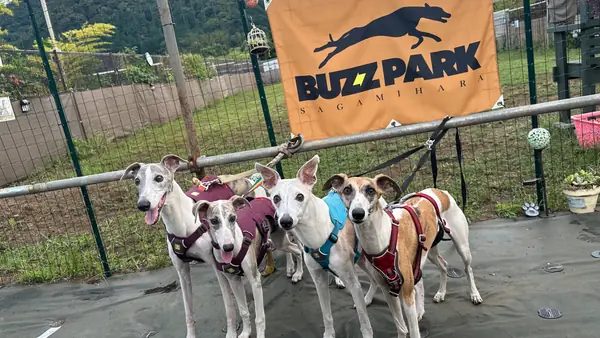BUZZ PARK バズパークドッグラン