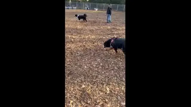 口コミ動画