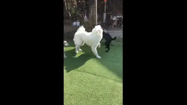 口コミ動画