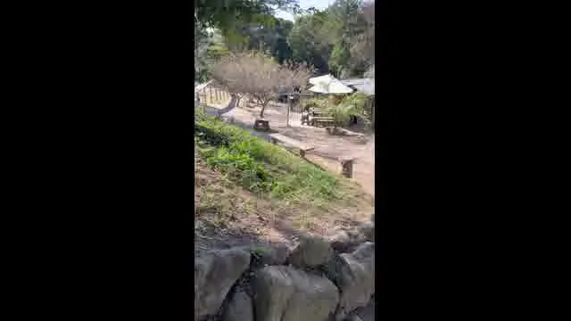 口コミ動画