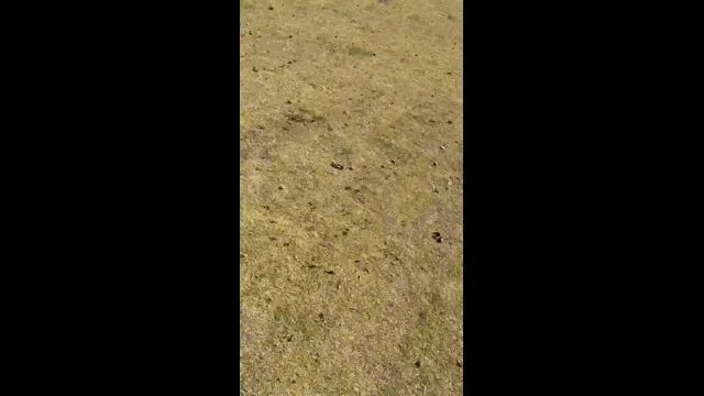 口コミ動画