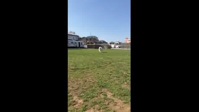 口コミ動画